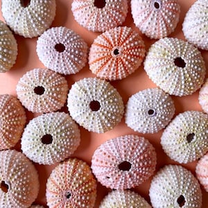 Puede incluir: Una colección de conchas de erizo de mar en varios colores, incluyendo blanco, rosa y naranja, dispuestas sobre una superficie color melocotón. Las conchas tienen una superficie texturizada y punteada, con un agujero central. La disposición crea un patrón de formas naturales y orgánicas.