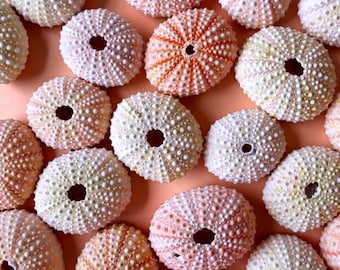 Pink Sea Urchin Shells | Natural Air Plant Holders | Unique Wedding Favours 3-5cm