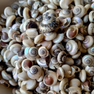 TINY BUTTON Top SNAIL Muscheln, Miniatur Schneckenhäuser, schwarze Perle natürliche Spiralmuscheln, Mini Muscheln für Kunsthandwerk, Strand Hochzeit Küsten Dekor