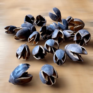 以下が含まれることがあります： 開いた花びらを持つ、乾燥した濃い茶色の花の形をした種子のさやの集まり。さやは薄い茶色の木製の表面に散らばっています。