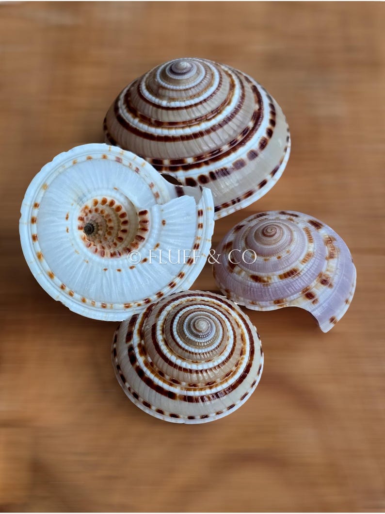 Natural SUNDIAL SHELLS – Disc-shaped SPIRAL Sea Shells (architectonica ...