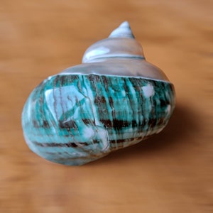 May include: A teal and white seashell with a spiral shape. The shell has a smooth, glossy finish and intricate patterns.