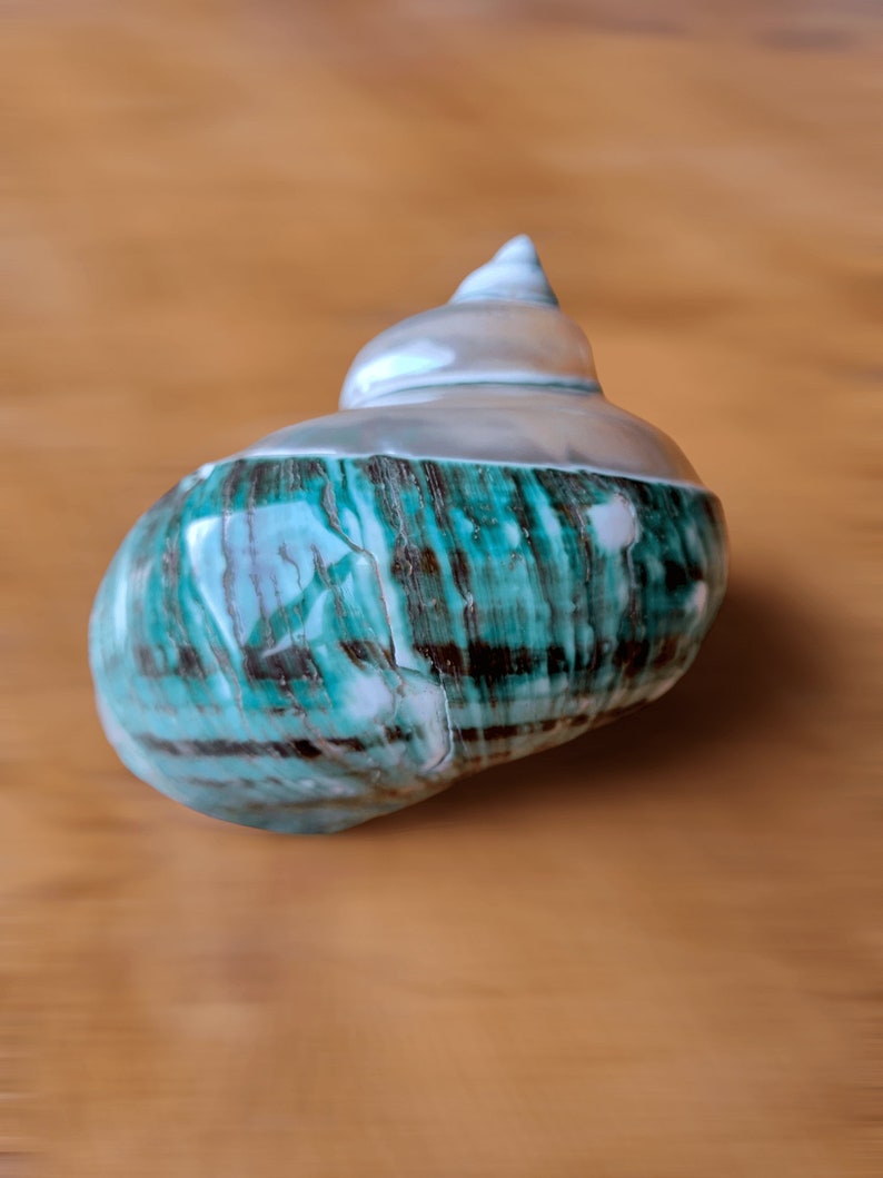 May include: A teal and white seashell with a spiral shape. The shell has a smooth, glossy finish and intricate patterns.
