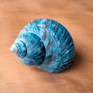 May include: A blue seashell with a spiral pattern. The shell has a smooth, glossy finish.
