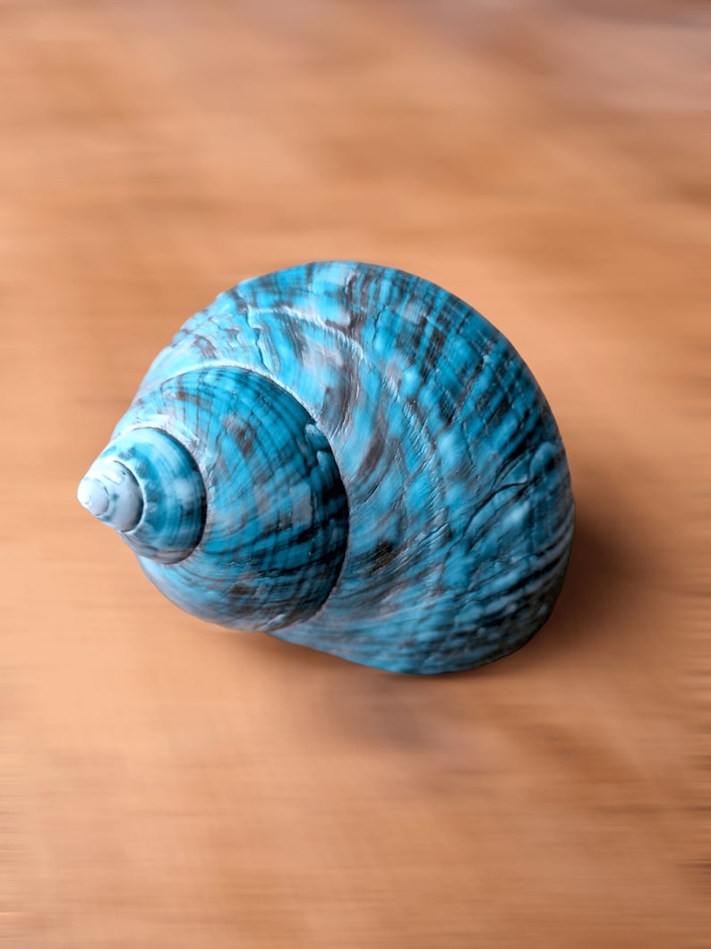May include: A blue seashell with a spiral pattern. The shell has a smooth, glossy finish.
