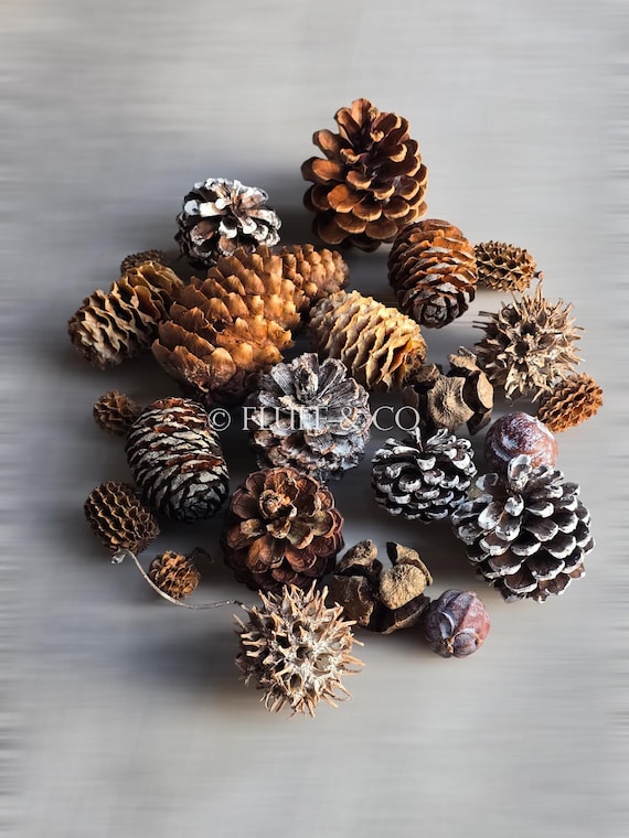 Mixed Dried Cones Pine Spruce Juniper Craft Pack 250g 400g