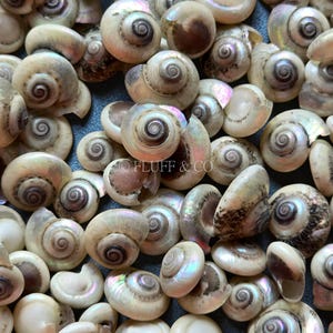 Tiny Button Snail Shells 0.5–1 Cm | Black Pearl Shell Mix | Loose ...
