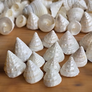 May include: A collection of white seashells, including cone-shaped and spiral varieties, are arranged on a wooden surface. The shells vary in size and texture, with some displaying a pearlescent sheen. The composition creates a natural, coastal aesthetic.