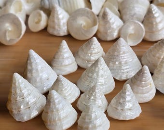 Pearl Trochus Shells 1.5-2.5cm | Spiral Seashells | Shell Jewellery DIY | Wedding Table Scatter | Vase Filler