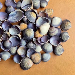 Purple Shells Large Pack 200–300g Natural Cay Cay Clam Seashells for Coastal Decor
