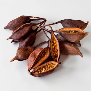 May include: A cluster of dried, dark brown seed pods attached to a central stem. Several pods are split open to reveal a row of small, round, bright yellow seeds nestled inside the textured, woody interior of the elongated, pointed husks.