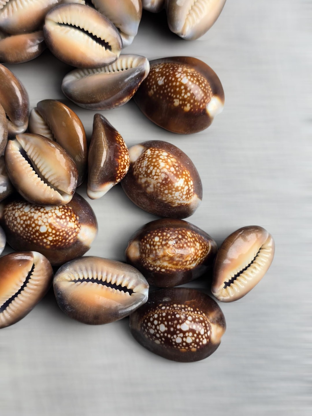 Snake Shells Snake Cowrie Shells 2-3.5cm | Snakehead Cowrie | Spotted Natural ...