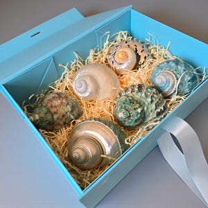 May include: A light blue gift box containing five assorted sea shells nestled in light-coloured wood shavings. The shells vary in colour, featuring shades of iridescent white, mottled green, and dark brown, with spiral patterns and smooth textures.