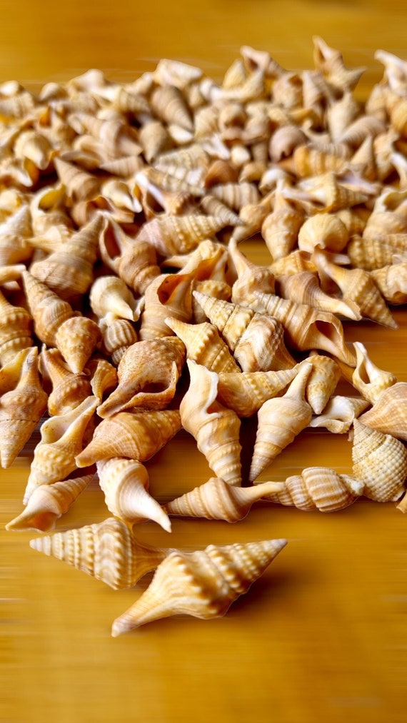 Natural Mini CHINNA Small Spiral Seashells, Tiny Shells Beach