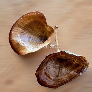 Natural KALIX MUSHROOMS - Dried Varnished Mushrooms for Woodland Crafts and Decorations, Rustic Forest-Inspired Décor, Mushroom DIY Projects immagine 6