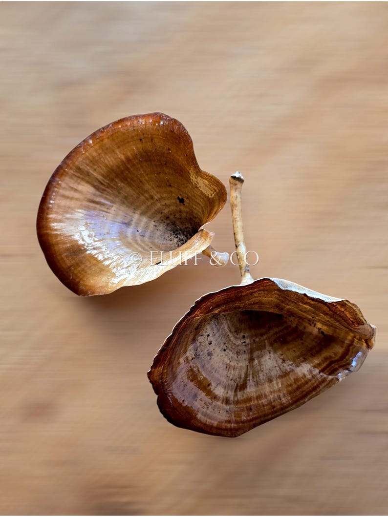 Natural KALIX MUSHROOMS - Dried Varnished Mushrooms for Woodland Crafts and Decorations, Rustic Forest-Inspired Décor, Mushroom DIY Projects immagine 6
