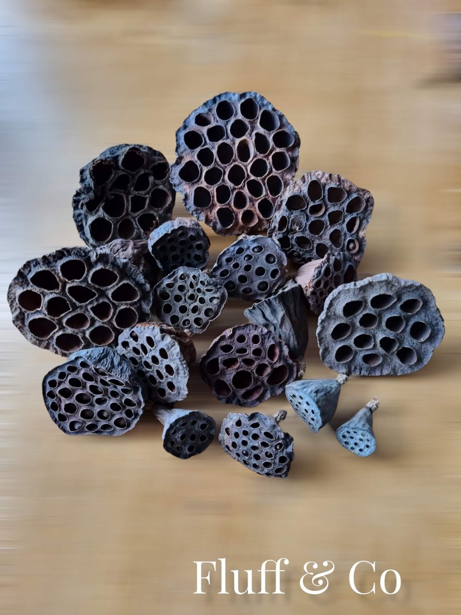 LOTUS FLOWER PODS - Natural Brown Dried Pods for Rustic Decor ...