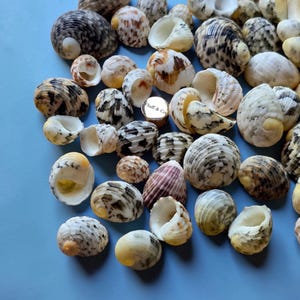 May include: A collection of various seashells in shades of white, brown, and tan, scattered on a light blue surface. The shells vary in size and pattern, with some displaying intricate textures and markings. A small, round container with the text "Fluff & Co" is also present.