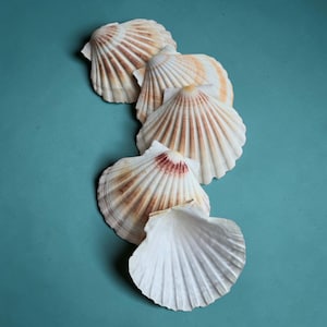 May include: Five scallop seashells arranged diagonally against a teal background. The shells are mainly white with brown and orange-reddish markings radiating from the centre. The shells have a ribbed texture.