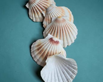 Large Scallop Shells UK 10-15cm | Decoupage Craft | Shell Centrepiece | Candle Making | Shell Dish