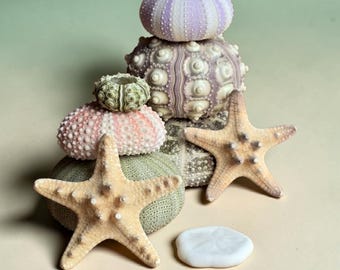 Natural Starfish & Sea Urchin Collection | Mixed Coastal Shells | Nautical Gift Set