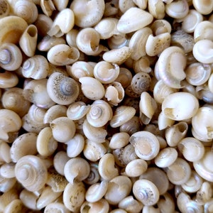 TINY BUTTON Top SNAIL Shells, Venetial Pearl Natural Spiral Shells ...