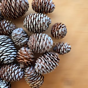 Natural MURII PINE CONES – Small Rustic Cones for Crafts, Wreaths, Home Decor, Bowl Fillers,  Potpourri, or Eco-friendly and Rustic Wedding