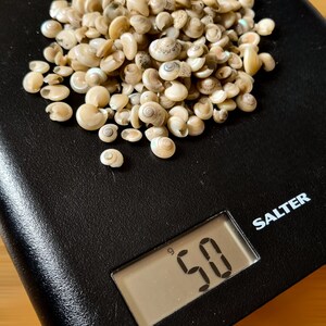 TINY BUTTON Top SNAIL Shells, Venetial Pearl Natural Spiral Shells ...