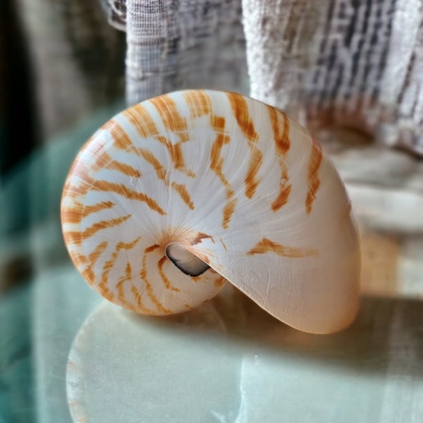 Gran concha de NAUTILUS natural auténtica decoración oceánica, concha marina de Nautilus grande, fósil oceánico natural, regalo único, concha con cámara de rayas de tigre