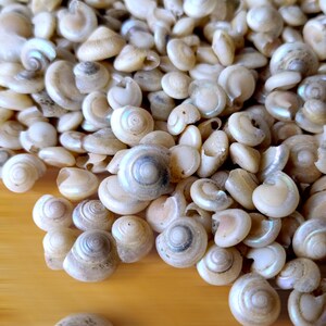 TINY BUTTON Top SNAIL Shells, Venetial Pearl Natural Spiral Shells ...