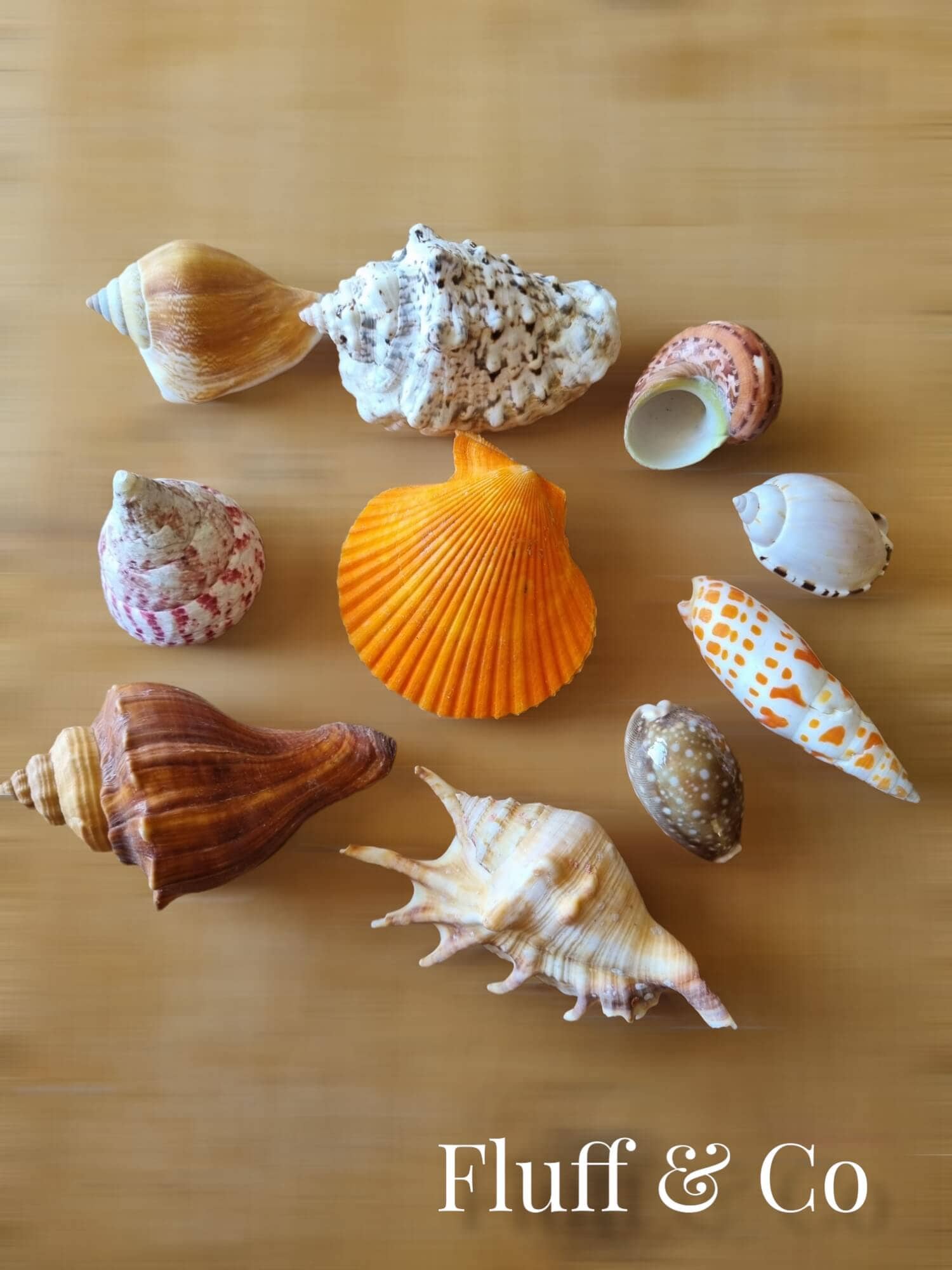 Large Shells Mix Assorted for Craft Decoration Wedding - Etsy UK
