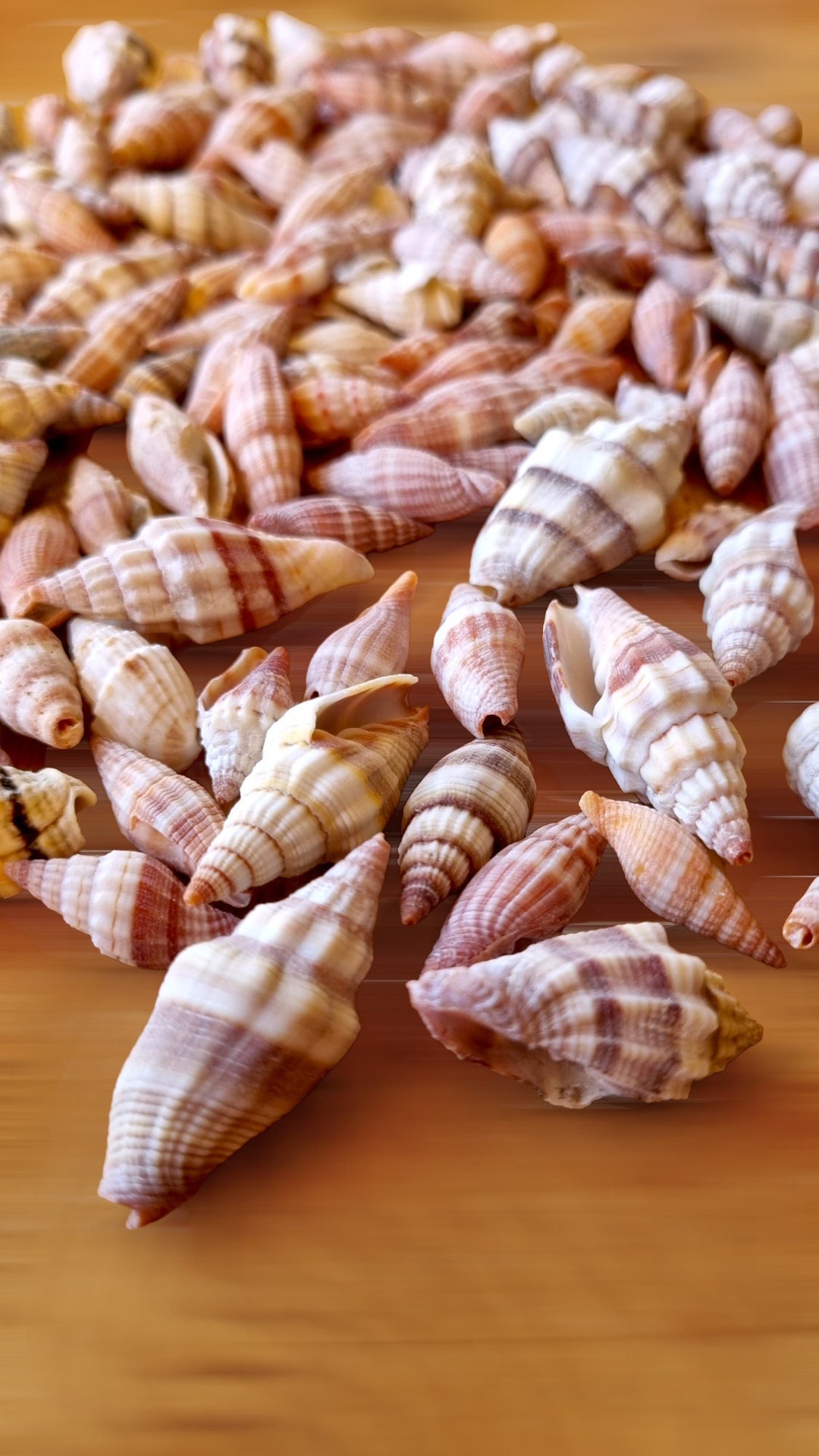 Conchiglie A Spirale Bianche 16-19 Cm – Decoro Naturale Per Casa, Matrimoni E Feste A Tema Spiaggia!