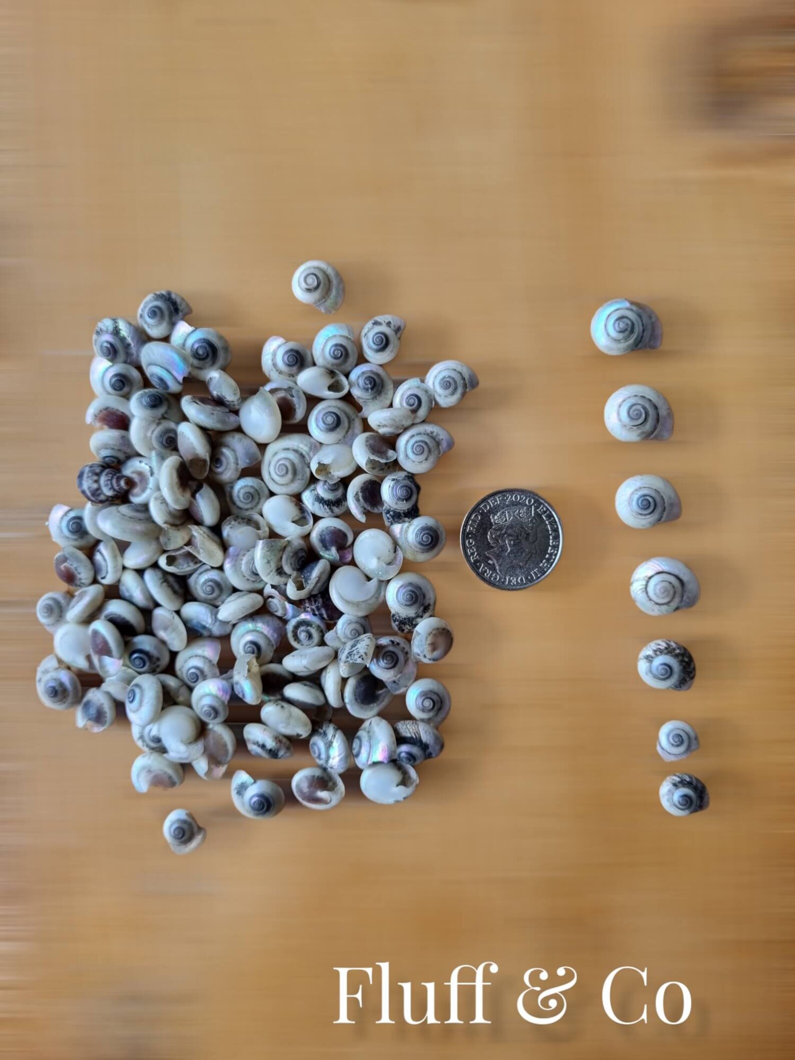 TINY BUTTON Top SNAIL Shells, Miniature Snail Shells, Black Pearl ...
