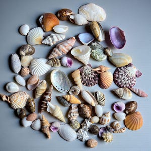 Puede incluir: Una colección de conchas marinas variadas en tonos blancos, beige, naranja y morado, dispersas sobre una superficie gris. El surtido incluye caracolas, conchas de vieira y otras formas y tamaños únicos, ideal para decoración costera o manualidades.