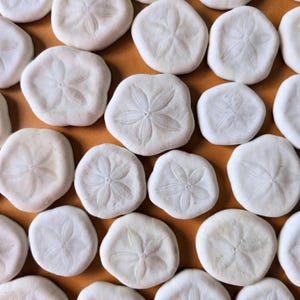 May include: A collection of white sand dollars with a star-like pattern on a brown surface. The sand dollars are round and flat, with a slightly textured surface. The image is a close-up shot, showing the details of the sand dollars.