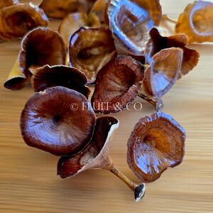 Pu&ograve; includere: Una collezione di cappelli di funghi secchi marroni con una finitura lucida. I funghi sono disposti su una superficie di legno. Il testo "FLUFF & CO" &egrave; visibile nella parte inferiore centrale dell'immagine.