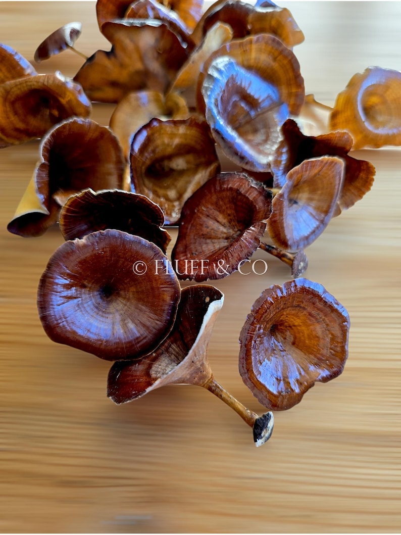 Pu&ograve; includere: Una collezione di cappelli di funghi secchi marroni con una finitura lucida. I funghi sono disposti su una superficie di legno. Il testo "FLUFF & CO" &egrave; visibile nella parte inferiore centrale dell'immagine.