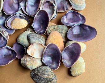 Purple Clam Shells 1–3cm Natural Cay Cay Seashells for Crafts, Resin Art, Jewellery Making, Shell Art