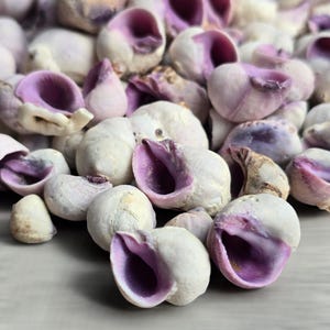 Puede incluir: Primer plano de una colección de conchas marinas blancas con interiores morados vibrantes. Las conchas están agrupadas, mostrando sus texturas y colores naturales. La imagen resalta las formas orgánicas y el contraste.