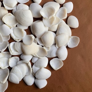 White Clam Shells 1–3 cm | Loose Seashells for Crafts | Bulk Sea Shells | Vase Filler