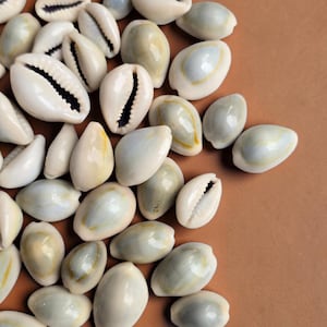 Ring Top Cowrie Shells | Small Cowrie 1-2.5cm | Jewellery Making | Coastal Craft Decor