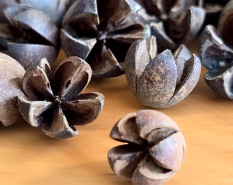 Natural WALLACHI PODS (1-3cm), Rustic DRIED Pods, Unique Natural Decor for Wreaths, Vases, Potpourri, Floral Arrangements, Eco-Friendly Home