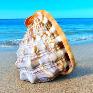 Könnte beinhalten: Eine große, verzierte Muschel liegt an einem Sandstrand. Der Hintergrund bilden das Meer und der blaue Himmel. Die Muschel hat eine Mischung aus weißen, braunen und beigen Farben und eine glatte, glänzende Textur.