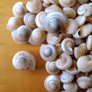 TINY BUTTON Top SNAIL Shells, Venetial Pearl Natural Spiral Shells ...