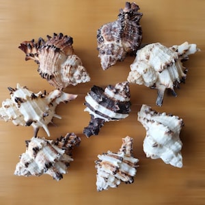 Murex Endiva Natural Sea Shell for Craft, Nautical Decor, Wedding Decoration, Fish Tank. Home and Bathroom Decor, Display Bowl, Beach Art