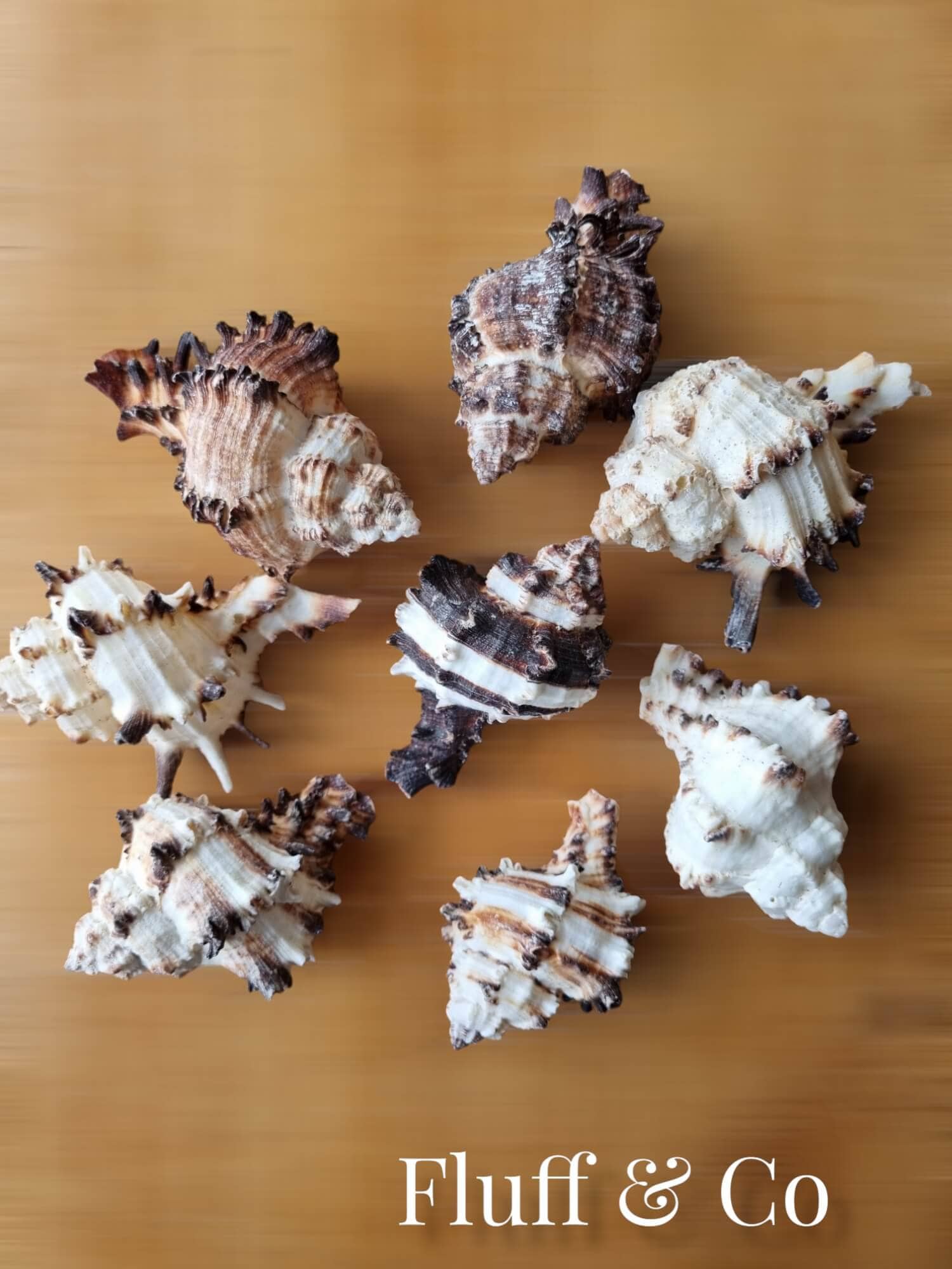 Marine Sea Sell Decor 10-21m Giant Clam Tridacna Big Conch Natural