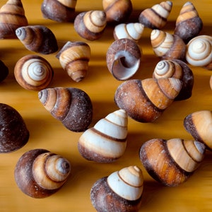 May include: A collection of brown and white snail shells with varying patterns and sizes. The shells are arranged on a light brown wooden surface.