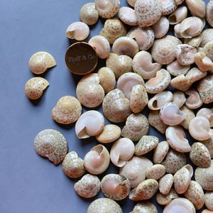 May include: A collection of small, beige seashells with speckled patterns and varying shapes. A gold-coloured circular object with the text "Fluff & Co" is also present. The shells are scattered on a grey surface.