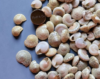Tiny Button Snail Shells 0.5–1 cm | White Shell Mix | Loose Seashells for Crafts