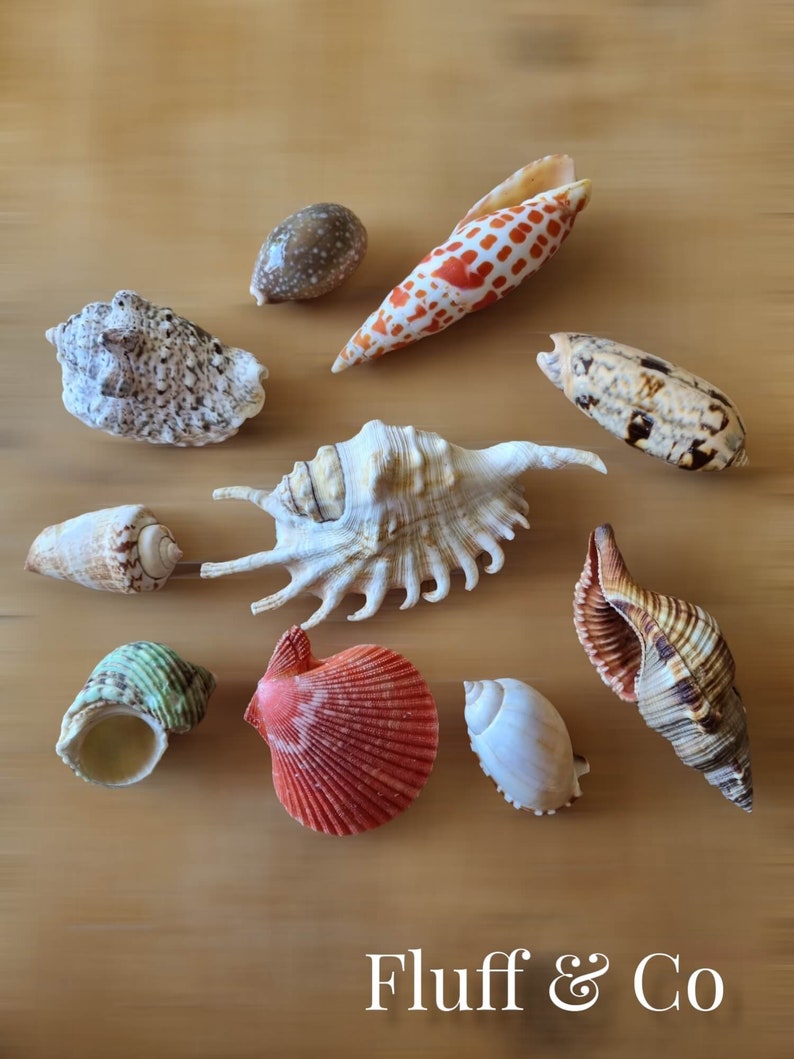 Large Shells Mix Assorted for Craft Decoration Wedding - Etsy